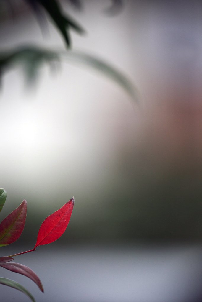 紅一葉