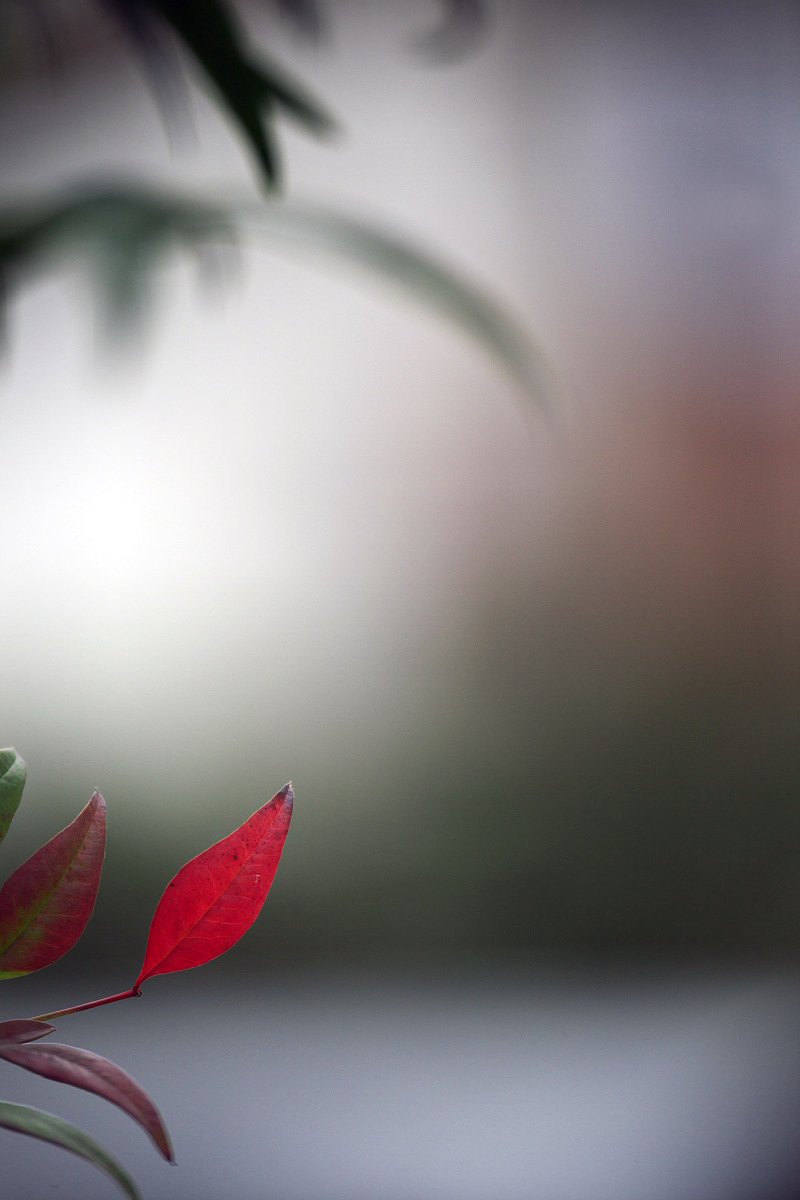 紅一葉