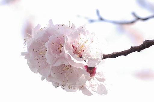 あんず