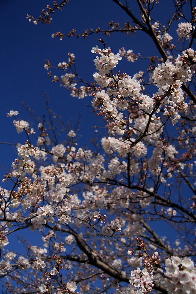 季節外れ！桜
