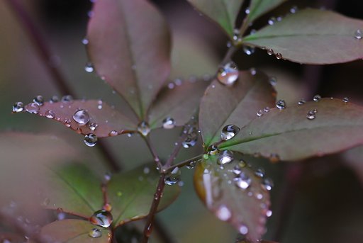 水玉のかがやき
