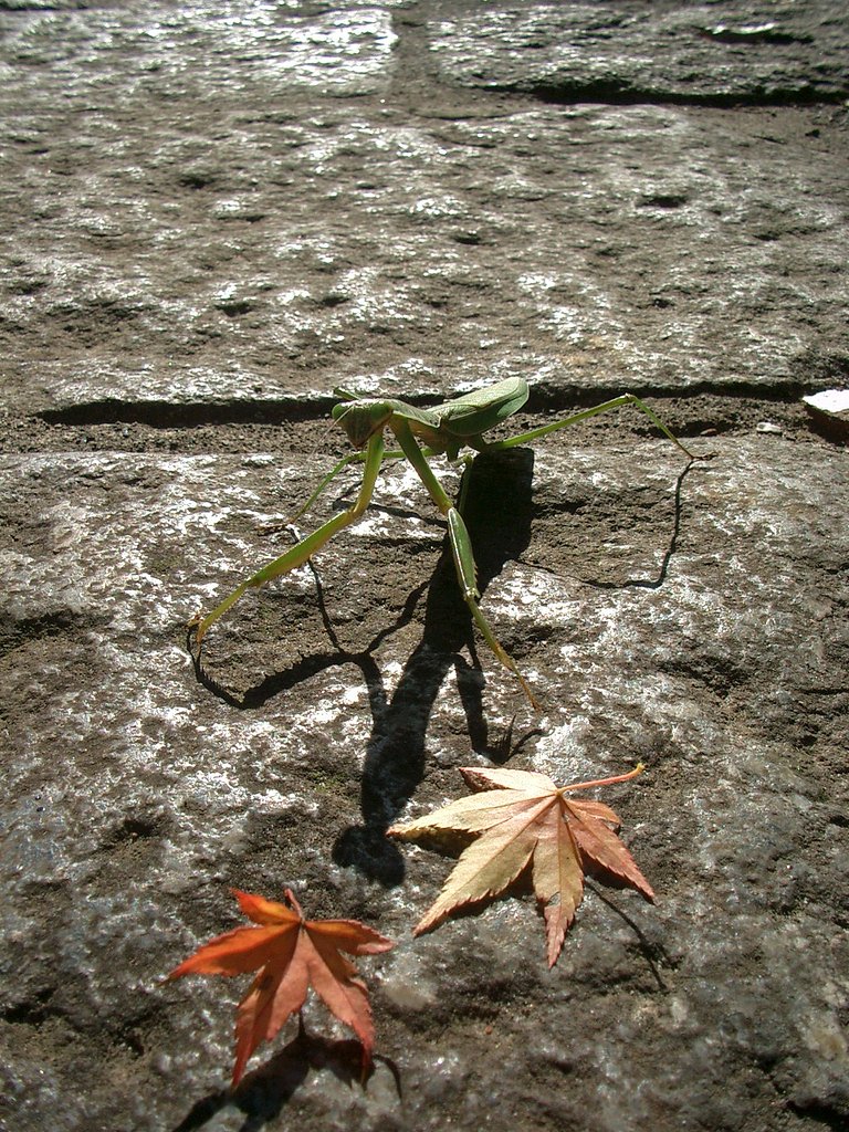 〜　蟷螂の紅葉狩り　〜