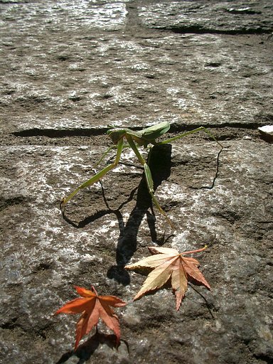 〜　蟷螂の紅葉狩り　〜