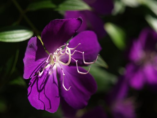 【秋影】温室に咲く名も知らぬ花