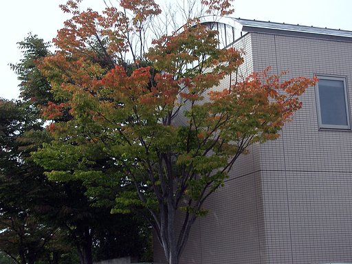 色づく