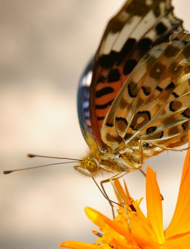 【秋影】蜜の味