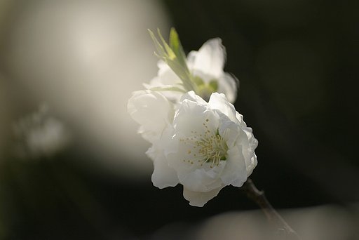 次はワタシ…