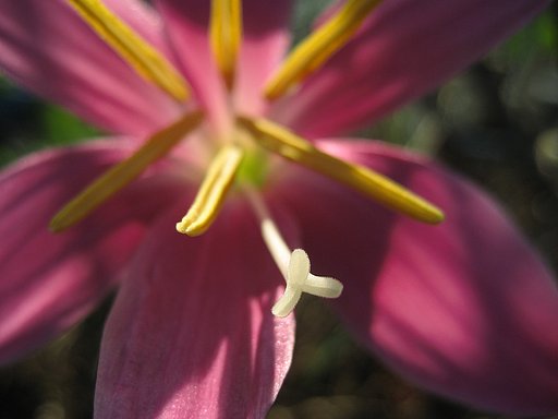 【秋影】朝の光に踊る花