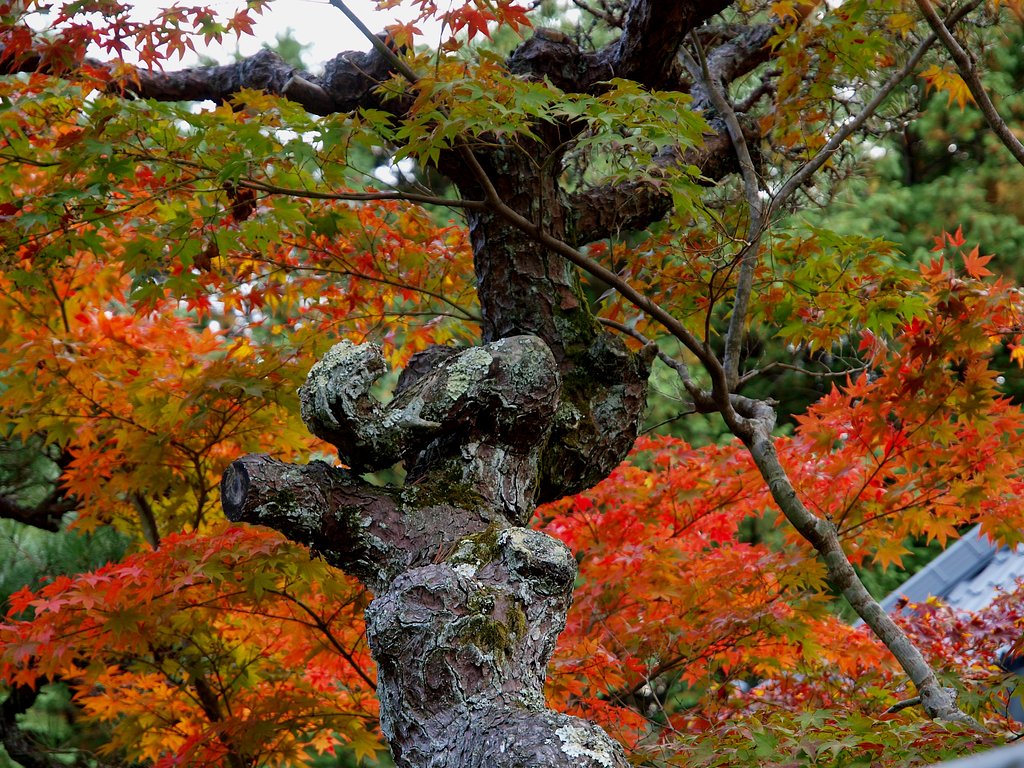 宝福寺２
