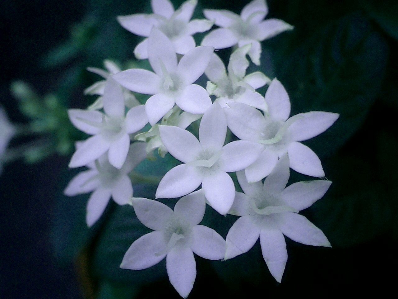 ７弁花のペンタス