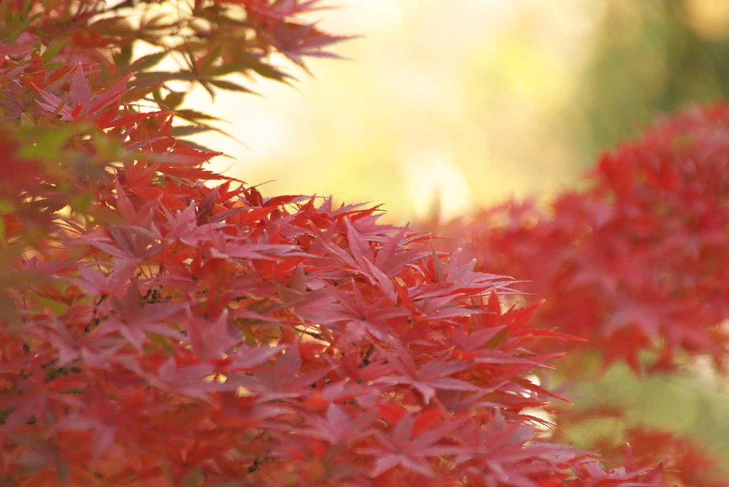 あたたかな紅葉