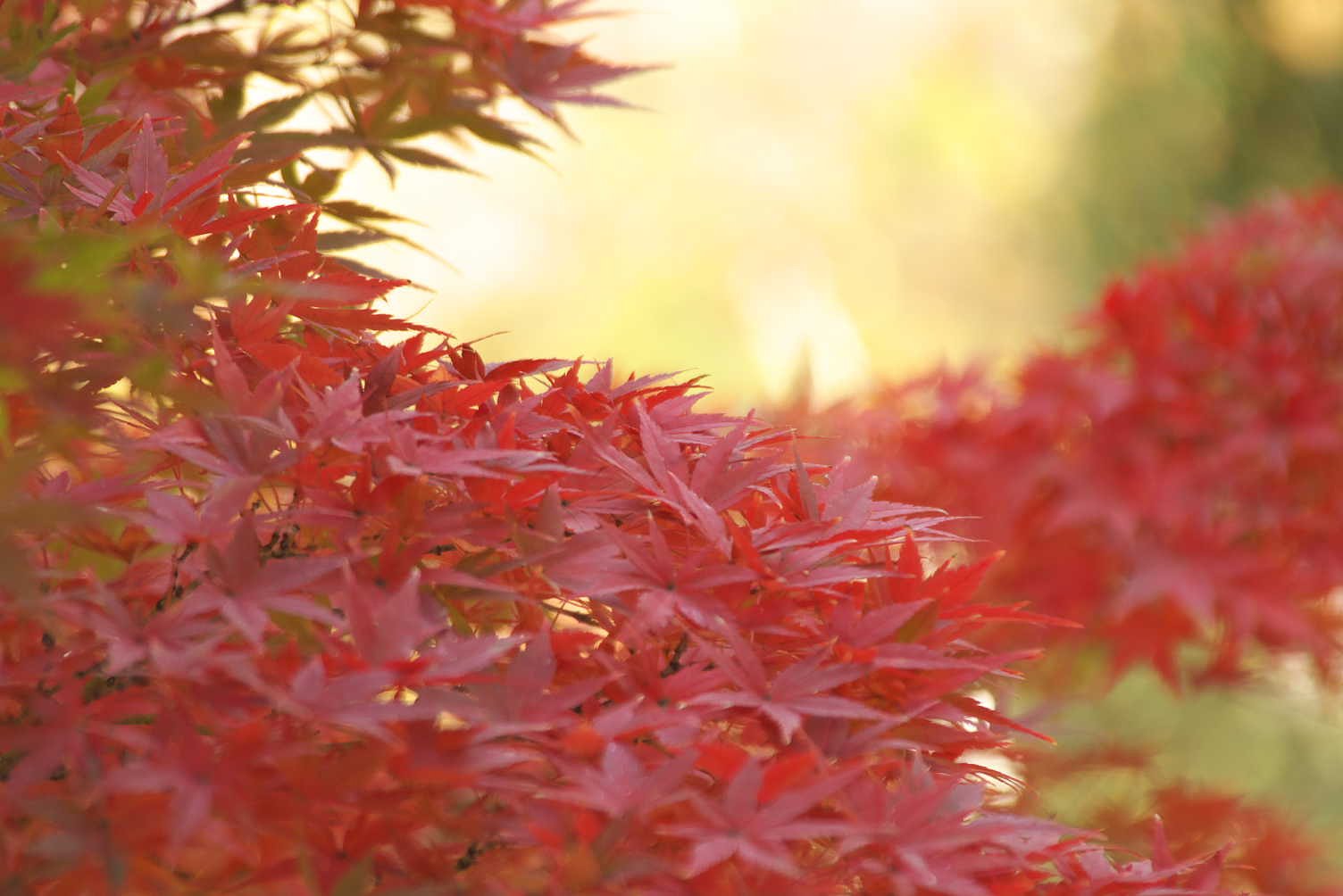 あたたかな紅葉