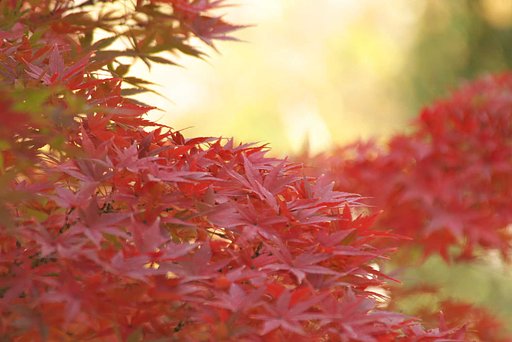 あたたかな紅葉