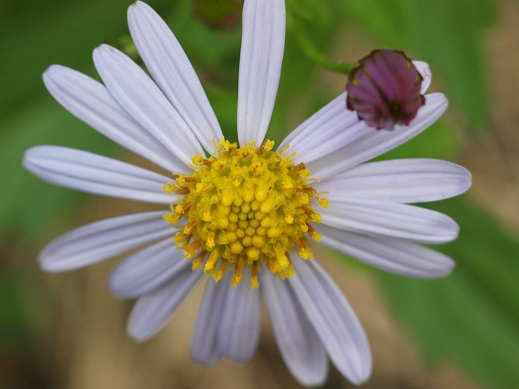 キク科の花・・・^^;