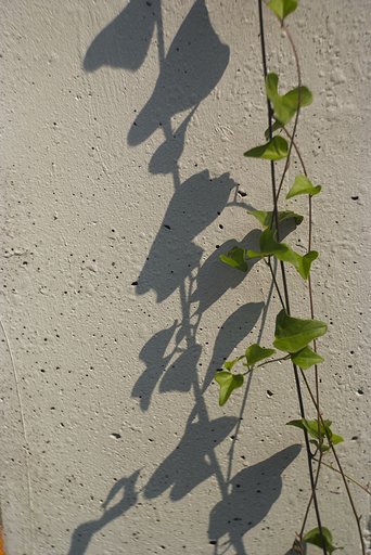 「秋影」青春の光と影
