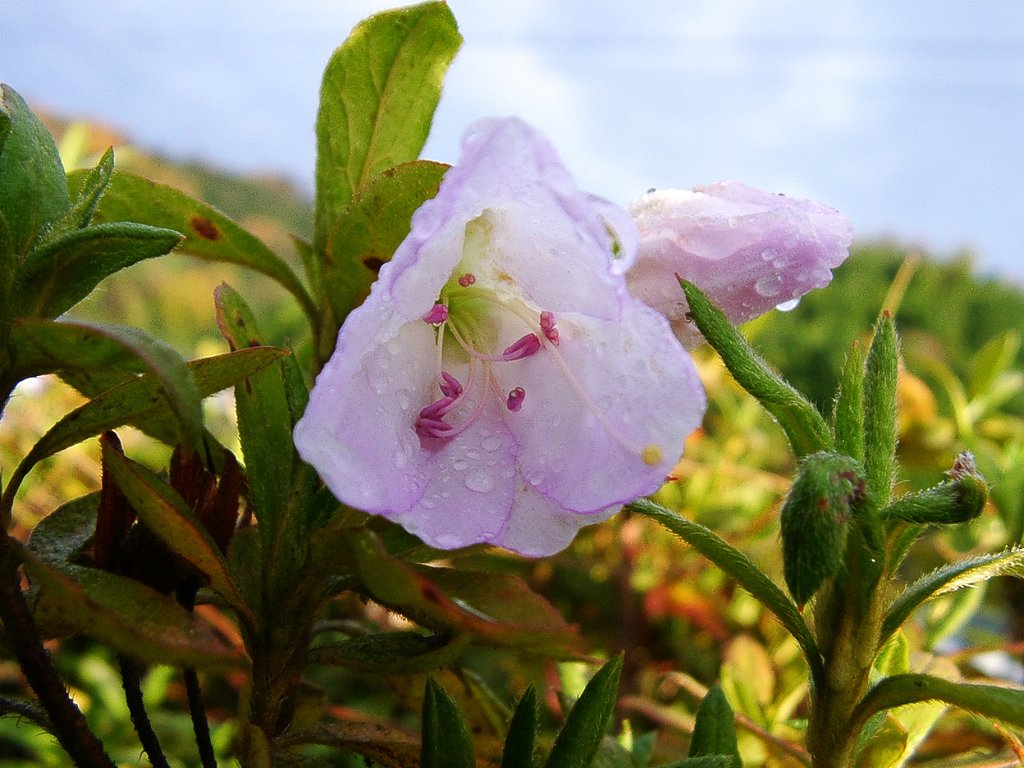 ヒラトツツジが雨と寒さで・・