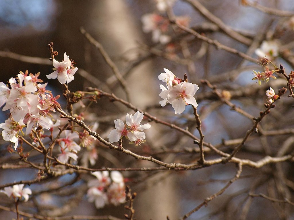 なぜか桜が・・・^^;
