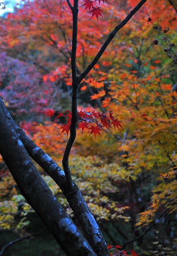 絶景の紅葉