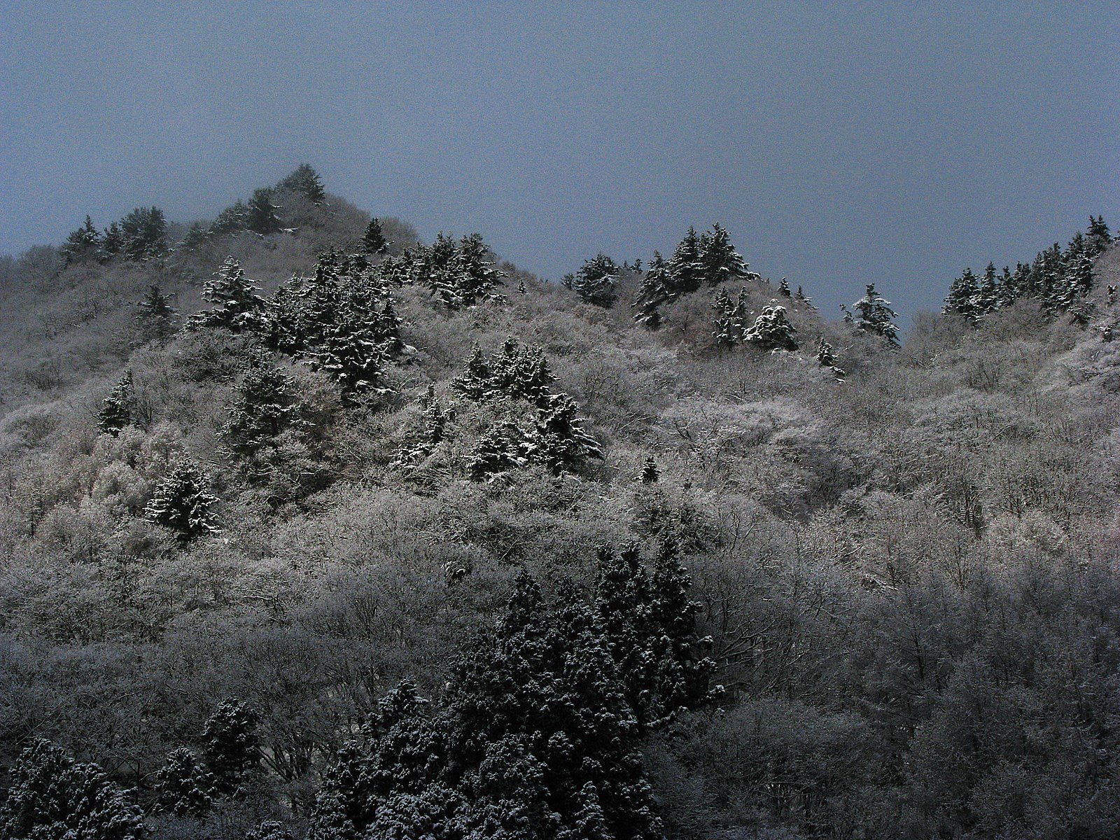 暖雪