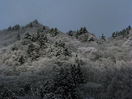 暖雪
