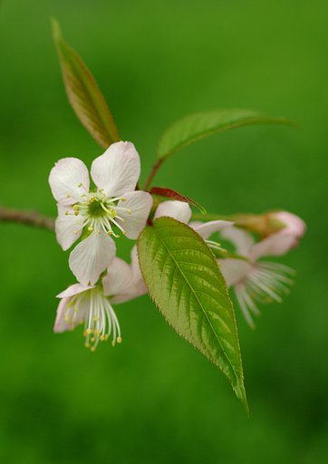 ヒマラヤ桜