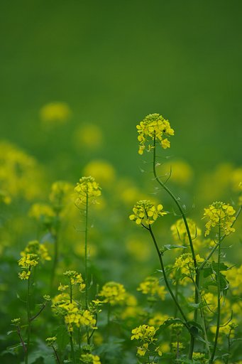 200mmで大きく