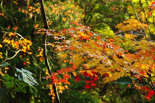 雨上がりの紅葉