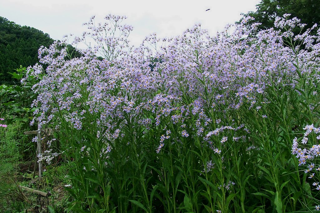 背の高いシオンのお花