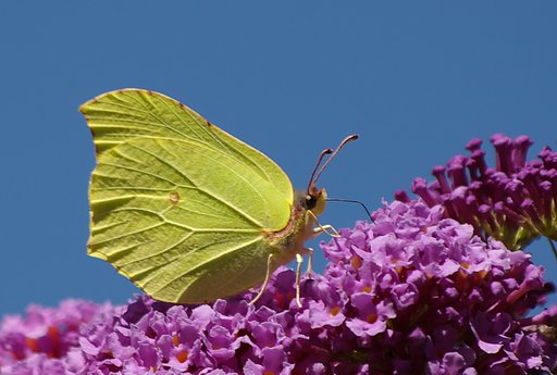 Motyl 2