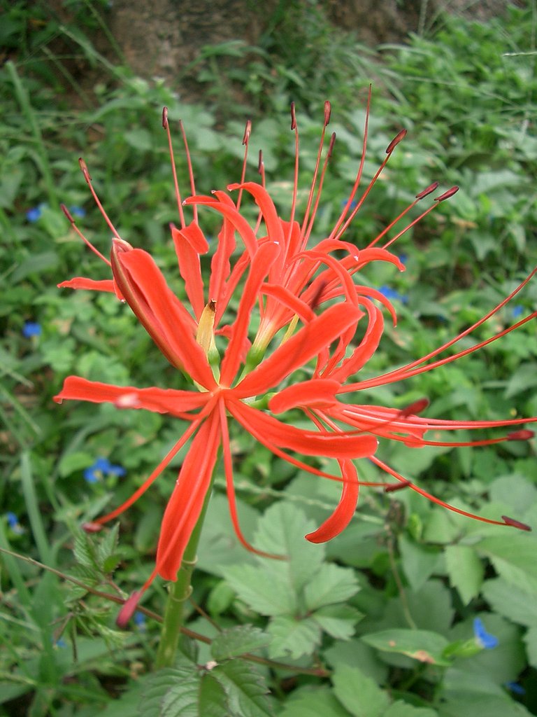 〜　続・曼寿紗華-02　〜