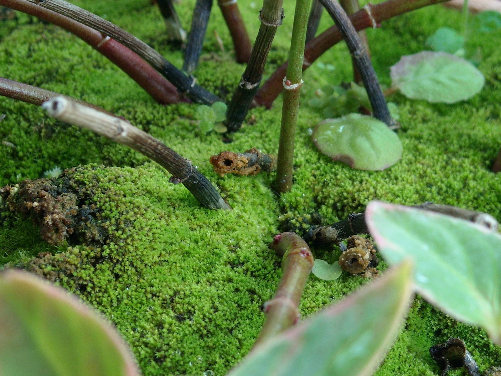 植木鉢のコケ
