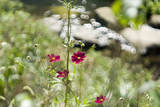 Carl Zeiss BIOMETAR 80/2.8(P6)