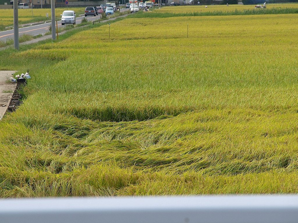 金の波・・・
