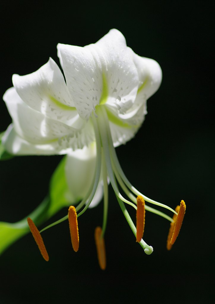 白百合