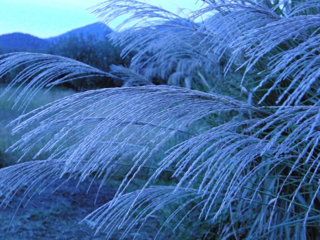 黄昏と薄