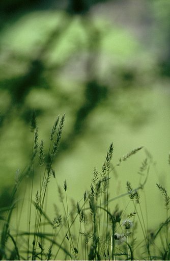 ぺんぺん草