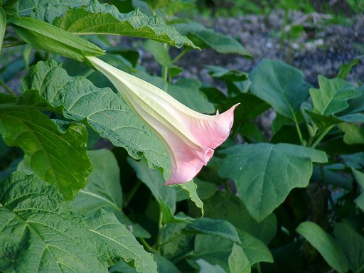 エンゼルトタンペットに似てないようなお花！