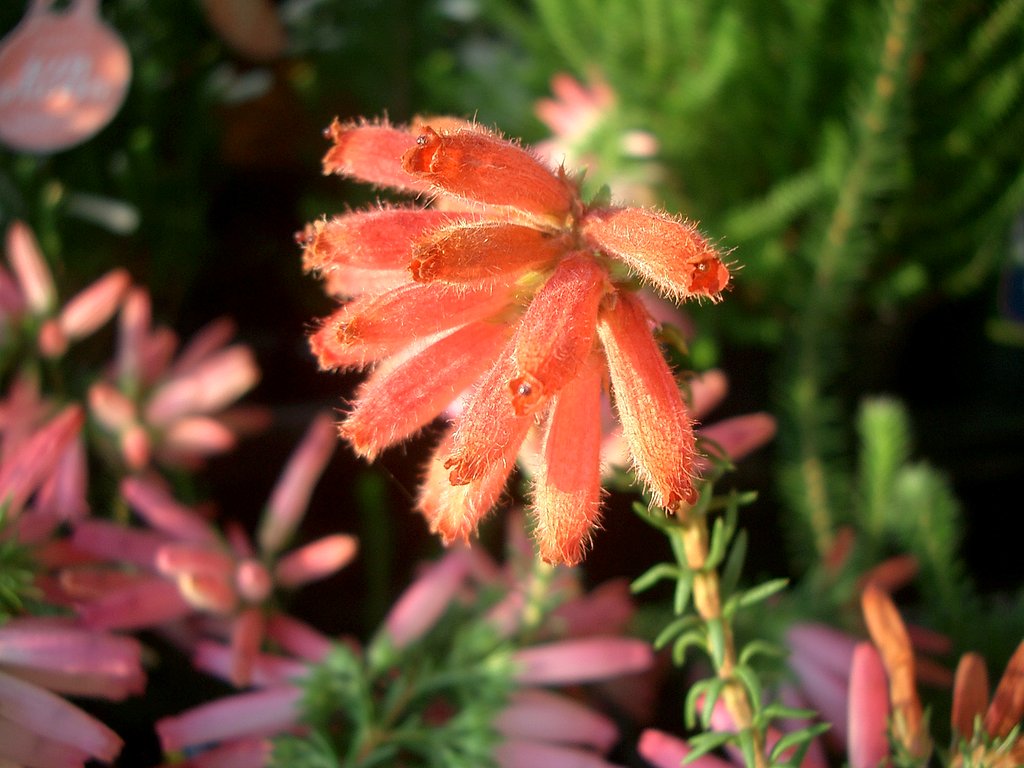 売り場の花その6