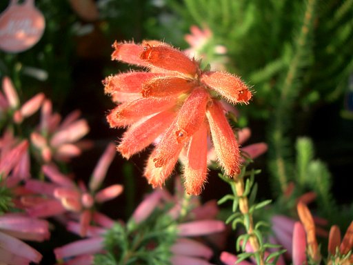 売り場の花その6
