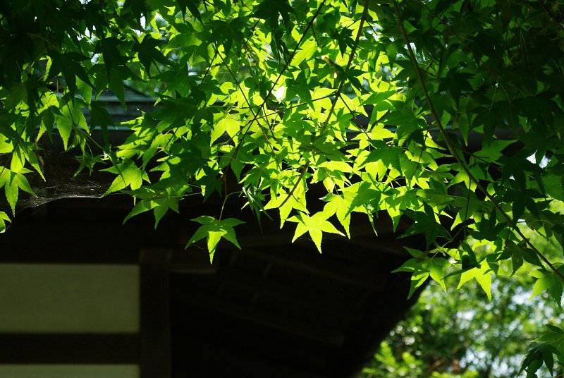 夏の紅葉