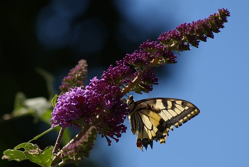 The next kind of butterfly.
