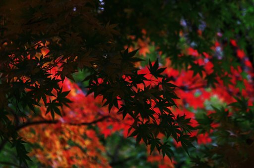 紅葉乱舞
