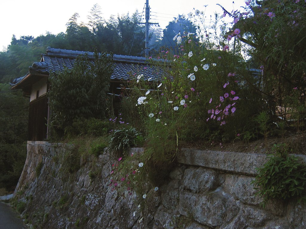 【秋影】山里の秋桜