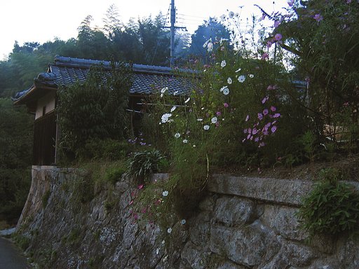 【秋影】山里の秋桜