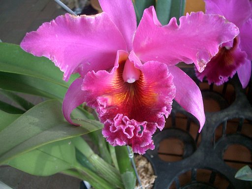売り場の花その13