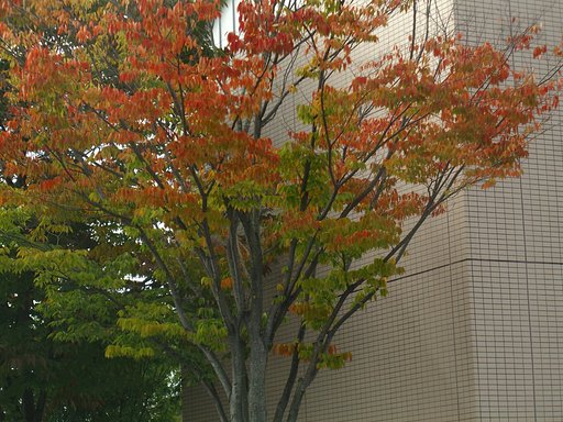色づく