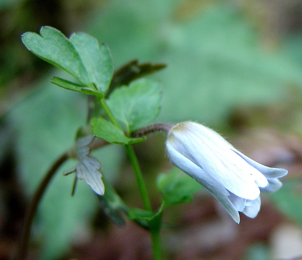 不機嫌なユキワリイチゲ