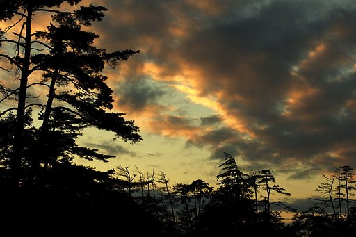松のある夕景