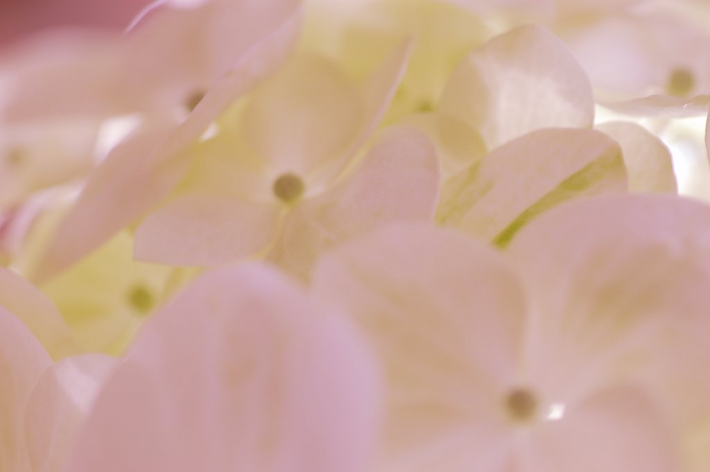 花　その２