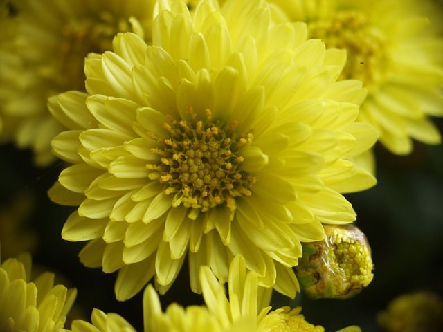 菊